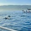 Dolfijnentocht Bali